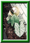 green/white caladiums