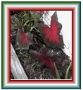 red/dk green caladiums