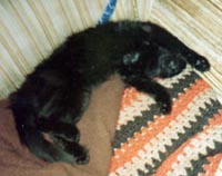 Lazy Black Cat